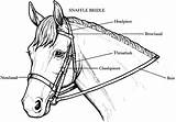 Bridle Stall Colouring Fabulous Seabiscuit Justsayin Bridles sketch template