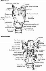 Pharynx Larynx Anatomy Trachea Dummies sketch template