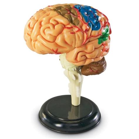 brain anatomy realistic model