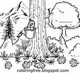 Maple Coloring Syrup Drawing Tree Pages Printable Kids Color Worksheets Drawings Colouring Canada Bucket Clipart Canadian Countryside 99worksheets Kindergarten Tap sketch template