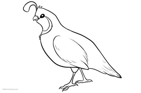 quail coloring pages simple drawing  printable coloring pages