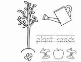 Seeds Coloring Johnny Color Appleseed Pages Plant Planting Grow Germination Seed Apple Printable Growing Tree Template Kid Pitch Popular sketch template