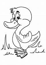 Coloring Duck Pages Duckling Cute Parentune Worksheets Preschoolers sketch template