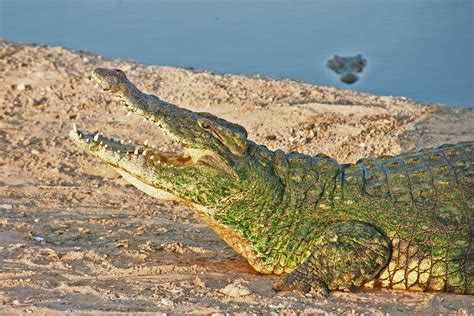 wallpaper green crocodile peakpx