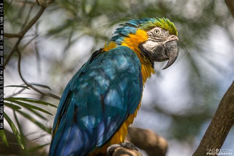 jungle parrot macaw  dont   photo  website flickr