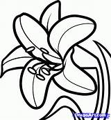 Lily Easter Draw Drawing Lilies Outline Flower Coloring Clipart Flowers Drawings Pages Lilly Step Dragoart Daylily Tattoo Culture Pop Clip sketch template