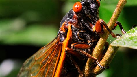 cicadas  reemerge     time   years