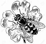 Hoverfly Clipart Coloring Syrphidae Hover Fly Stock Designlooter 98kb 1300 Vector Clipground sketch template