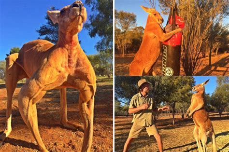 kangaroo poses for pictures with bulging biceps daily star