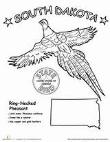 Coloring Pages Education State Birds Pheasant Necked Bird sketch template