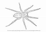 Spider Drawing Wolf Draw Step Drawings Arachnids Widow Tutorials Drawingtutorials101 Animals Getdrawings sketch template