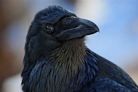 a curious raven although i ve been feeding ravens in the w… flickr