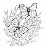 Grass Butterflies Surfnetkids Coloring sketch template