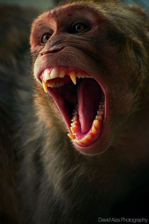 angry monkey animals pinterest