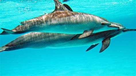 schwimmen mit wilden delfinen massentourismus vertreibt delfine aus