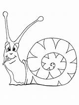Coloring Pages Snail Animals sketch template