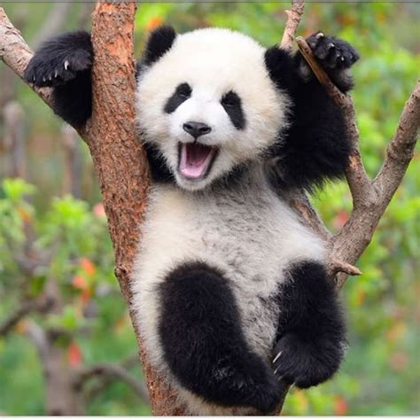 baby panda youtube