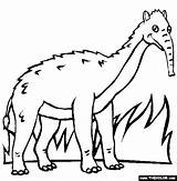 Coloring Prehistoric Macrauchenia Mammals Pages sketch template