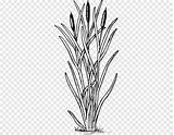 Typha Plants Child Swamp Aquatic Latifolia Leaf Coloring Book People Pngwing sketch template