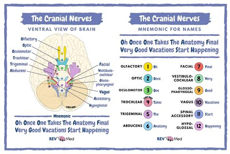 mnemonic device   cranial nerves     cranial nerves images