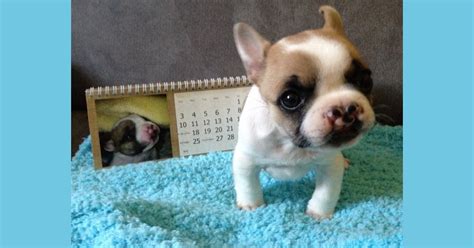 rescued pup  cleft palate  internet sensation
