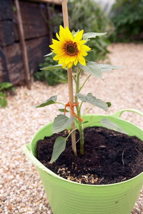 growing sunflowers  containers thriftyfun