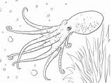 Octopus Coloring Pages Printable Musky Animal Color Realistic Supercoloring Colouring Drawing Adults Animals Turtle Sea Kids sketch template