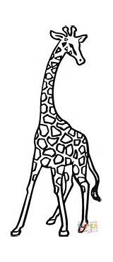 Giraffe Coloring Pages Clipart Animals Drawing Giraffes Puzzle Public Silhouettes sketch template