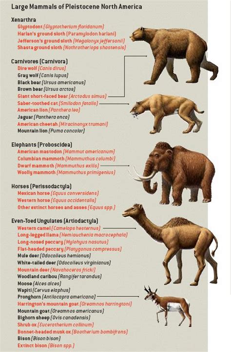 pleistocene rewilding google search paleontology references