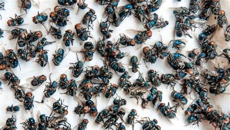 rid  cluster flies effective methods diy pest control
