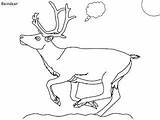 Arctic Tundra Coloring Pages Visit sketch template