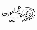 Coloring Gharial Gavial Designlooter Crocodile Vector Book Stock 359px 39kb sketch template