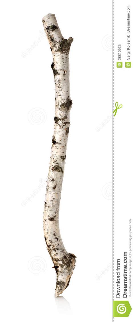 birch branch stock image image  single white knotted