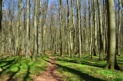 plant een bos en bespaar  miljoen euro op gezondheidsuitgaven