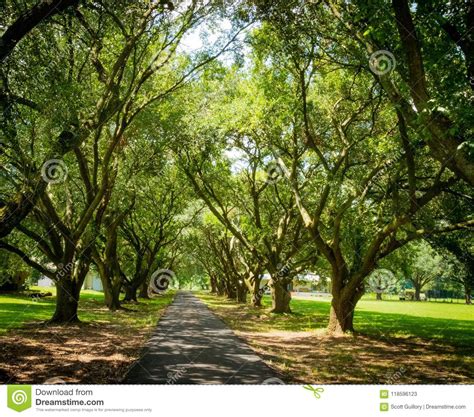 louisiana landscape rows  trees stock image image  trees