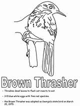 Georgia State Coloring Thrasher Brown Print Ws Geography Kidzone Usa sketch template