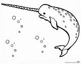 Coloring Narwhal Bettercoloring Respective sketch template