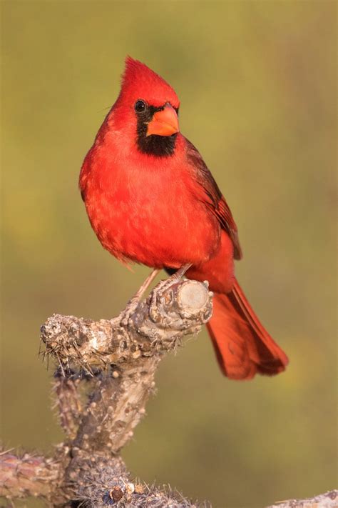 northern cardinal anewscafecom
