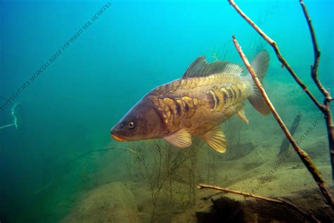 freshwater fish photographs carp