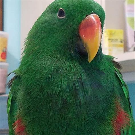 eclectus parrot birds  sale mastic ny