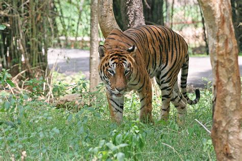 bengal tiger simple english wikipedia   encyclopedia