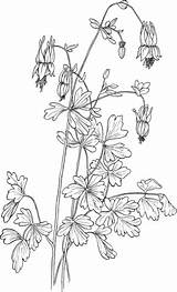 Columbine Aquilegia Canadensis Coloring Eastern Red Pages Categories sketch template