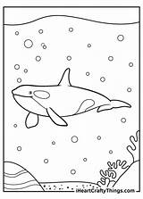 Whale Killer Iheartcraftythings sketch template