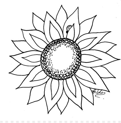 gambar bunga matahari kartun hitam putih  mantul informasi seputar tanaman hias