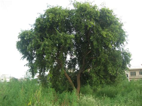 sheesham tree theayurveda