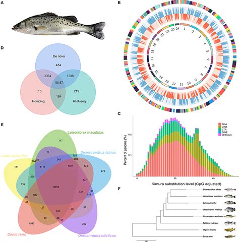 Frontiers Chromosome Level Assembly Of The Chinese Seabass