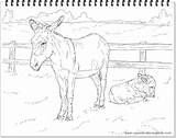 Coloring Pages Donkeys Plus Google Twitter sketch template
