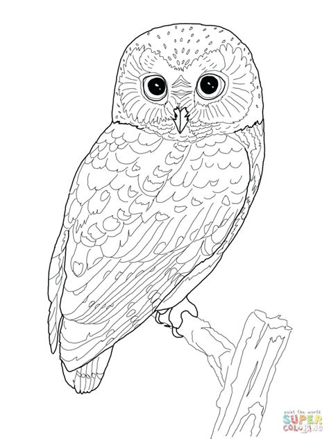 snowy owl coloring page  getcoloringscom  printable colorings