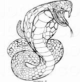 Snake Cobra Coloring Pages King Rattlesnake Logo Ninjago Head Clipart Animals Venomous Royalty Drawing Draw Printable Rattle Drawings Color Viper sketch template