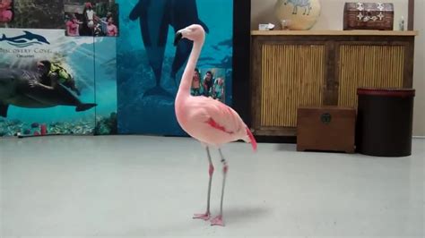 Pinky The Flamingo Dancing Youtube